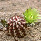 Echinocereus viridiflorus ©JLcoll.1302.jpg